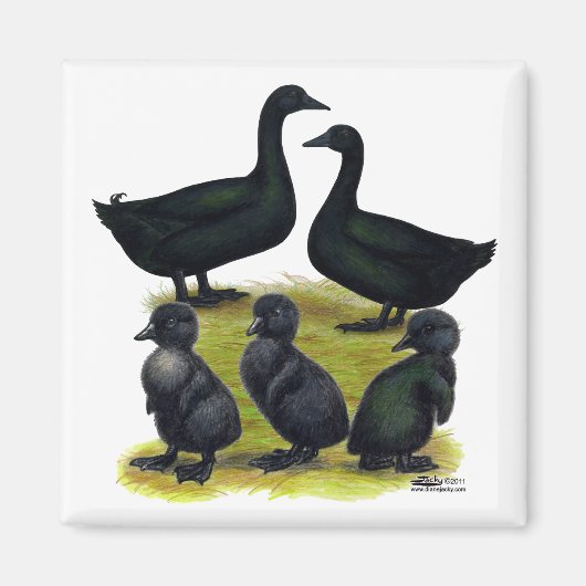 Cayuga eendenfamilie magneet (Voorkant)