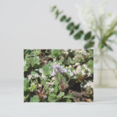 Ceanothus prostratus briefkaart (Staand voorkant)