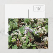 Ceanothus prostratus briefkaart (Voorkant / Achterkant)