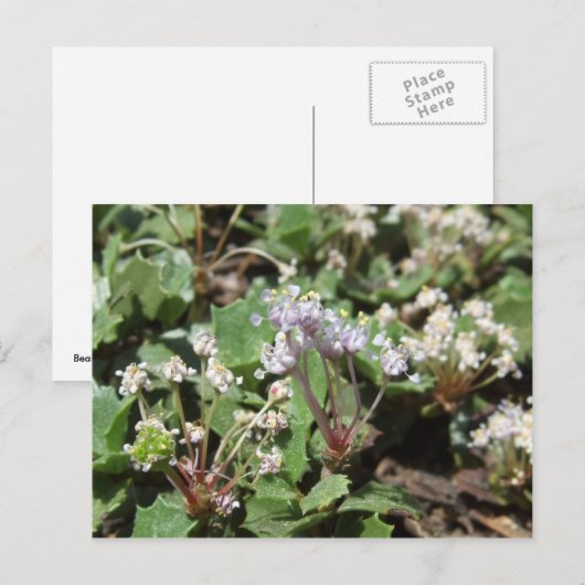 Ceanothus prostratus briefkaart (Voorkant / Achterkant)