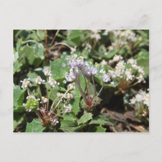 Ceanothus prostratus briefkaart