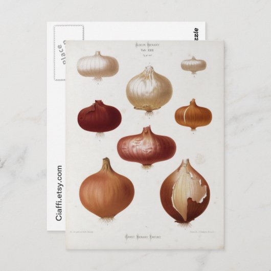 Cebollas - Postal Briefkaart (Voorkant / Achterkant)