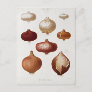 Cebollas - Postal Briefkaart