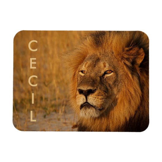 Cecil de Leeuw uit Afrika Magneet (Horizontaal)