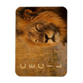 Cecil de Leeuw uit Afrika Magneet (Verticaal)