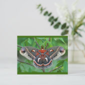 Cecropia Moth Briefkaart (Staand voorkant)