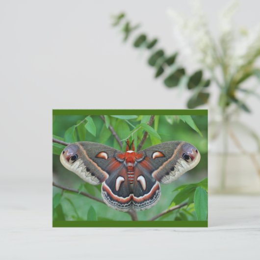 Cecropia Moth Briefkaart (Staand voorkant)