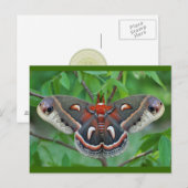 Cecropia Moth Briefkaart (Voorkant / Achterkant)