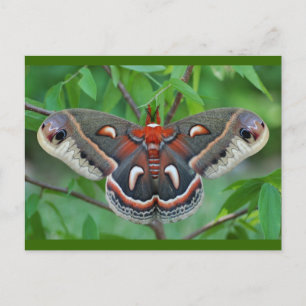 Cecropia Moth Briefkaart