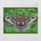 Cecropia Moth Briefkaart (Voorkant)