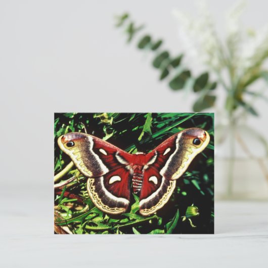 Cecropia moth briefkaart (Staand voorkant)