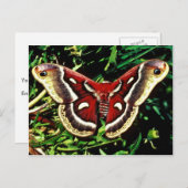 Cecropia moth briefkaart (Voorkant / Achterkant)