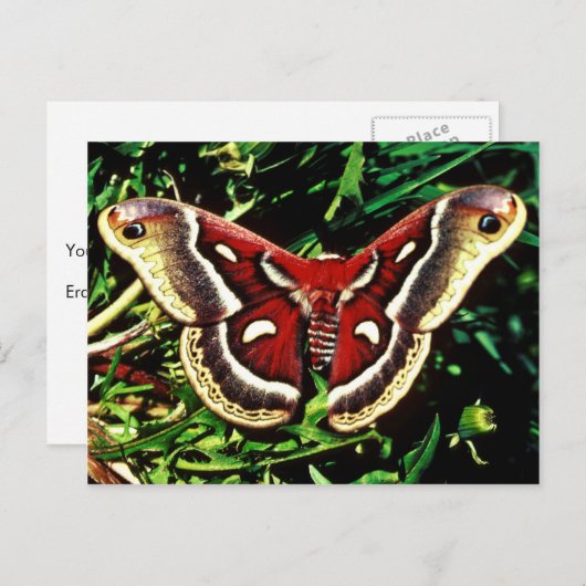 Cecropia moth briefkaart (Voorkant / Achterkant)