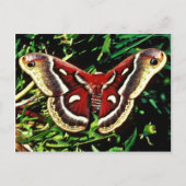 Cecropia moth briefkaart (Voorkant)