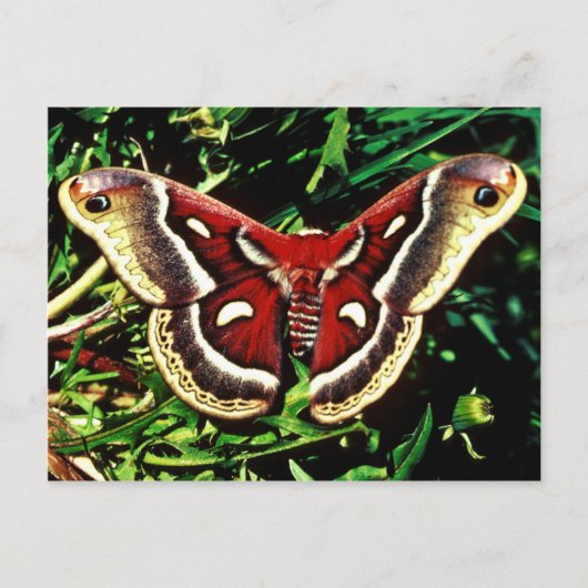 Cecropia moth briefkaart (Voorkant)