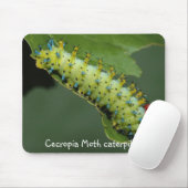 Cecropia Moth caterpaal Muismat (Met muis)