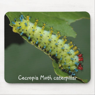 Cecropia Moth caterpaal Muismat