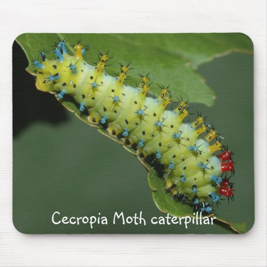 Cecropia Moth caterpaal Muismat (Voorkant)