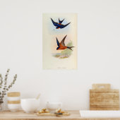 Cecropis Hyperythra (Sri Lanka slikken) Poster (Keuken)