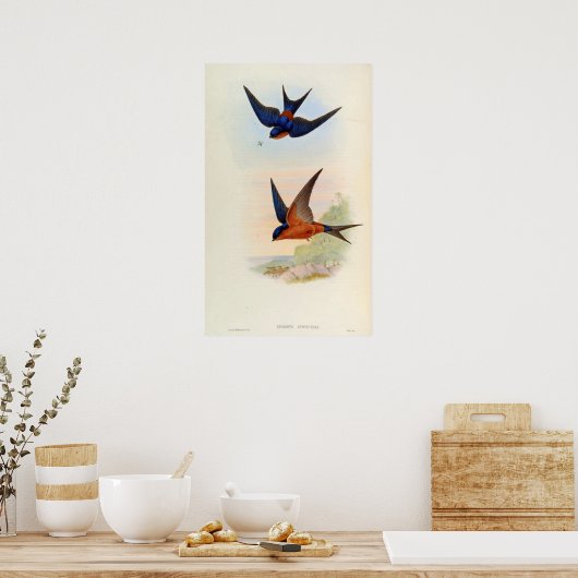 Cecropis Hyperythra (Sri Lanka slikken) Poster (Keuken)