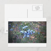 Cedar Berries Briefkaart (Voorkant / Achterkant)