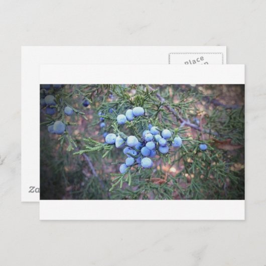 Cedar Berries Briefkaart (Voorkant / Achterkant)