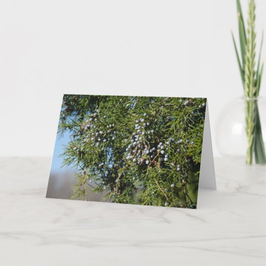 Cedar Berry Christmas Feestdagen Kaart (Voorkant)