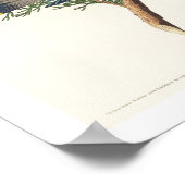 Cedar Bird by Audubon Poster (Hoek)