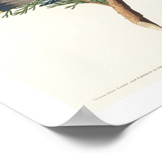 Cedar Bird by Audubon Poster (Hoek)