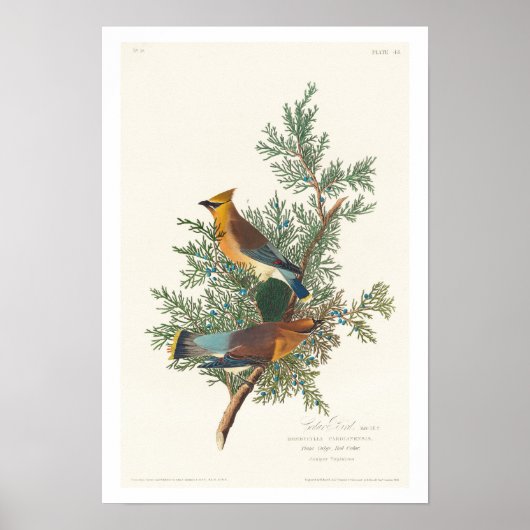 Cedar Bird by Audubon Poster (Voorkant)