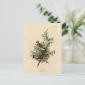 Cedar Bird, Cedar Waxwing Audubon Birds of America Briefkaart (Staand voorkant)