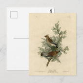 Cedar Bird, Cedar Waxwing Audubon Birds of America Briefkaart (Voorkant / Achterkant)