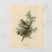 Cedar Bird, Cedar Waxwing Audubon Birds of America Briefkaart (Voorkant)