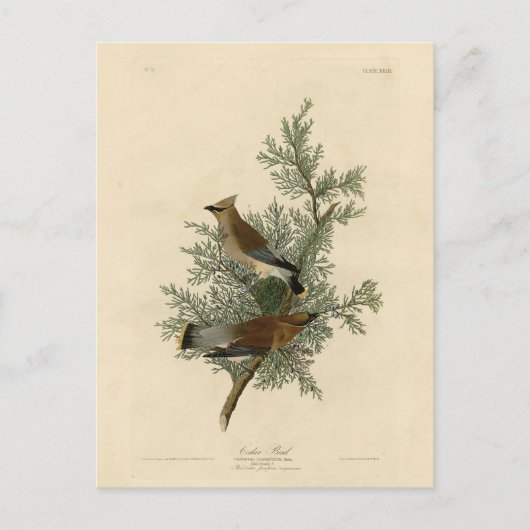 Cedar Bird, Cedar Waxwing Audubon Birds of America Briefkaart (Voorkant)