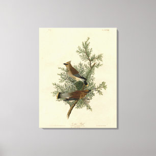 Cedar Bird, Cedar Waxwing Audubon Birds of America Canvas Afdruk
