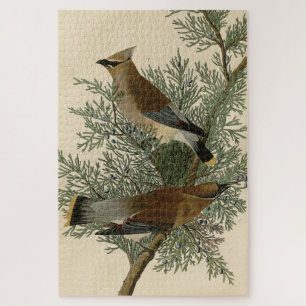 Cedar Bird, Cedar Waxwing Audubon Birds of America Legpuzzel