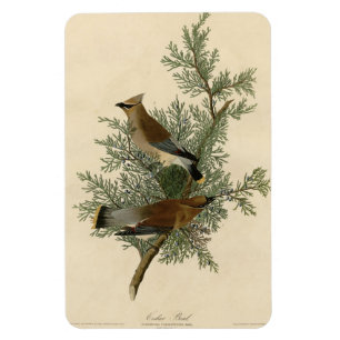 Cedar Bird, Cedar Waxwing Audubon Birds of America Magneet
