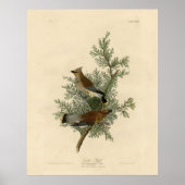 Cedar Bird, Cedar Waxwing Audubon Birds of America Poster (Voorkant)