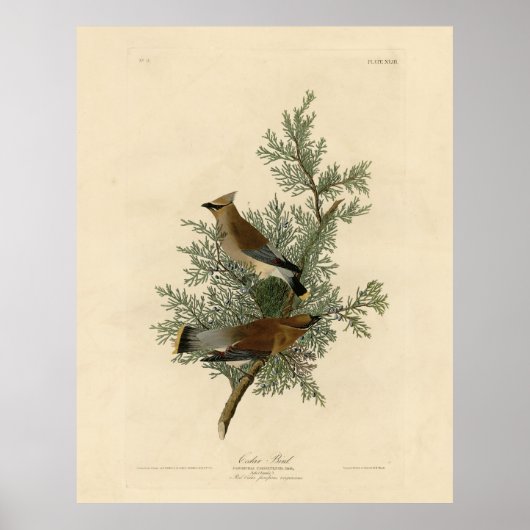 Cedar Bird, Cedar Waxwing Audubon Birds of America Poster (Voorkant)