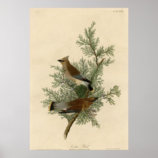 Cedar Bird Poster (Voorkant)