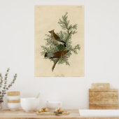 Cedar Bird Poster (Keuken)