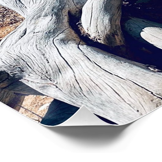 Cedar Breaks Nationaal Monument - Branch Perfect Poster (Hoek)