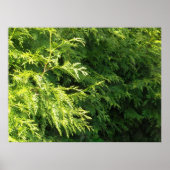 Cedar Hedge Poster (Voorkant)