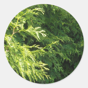 Cedar Hedge Ronde Sticker