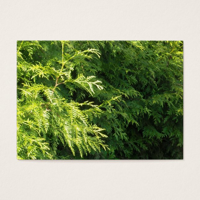 Cedar Hedge Visitekaartjes (Voorkant)