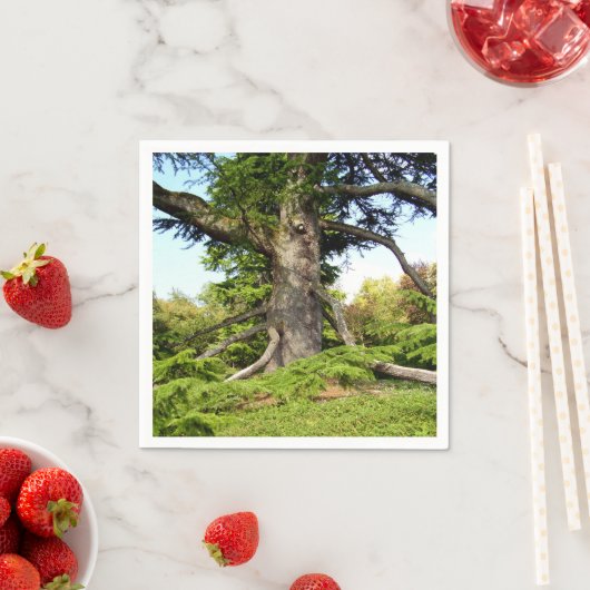 Cedar-of-Lebanon boompapier servetten (Insitu)