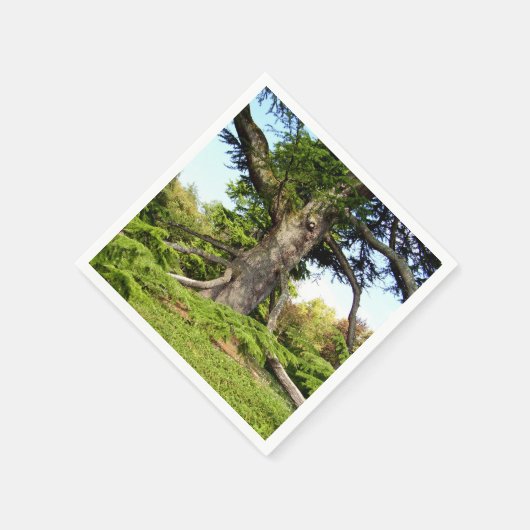 Cedar-of-Lebanon boompapier servetten (Hoek)