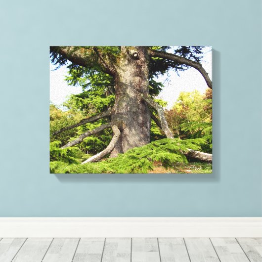 Cedar-of-Lebanon Tree Canvas Print (Insitu (Houten vloer))