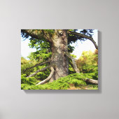 Cedar-of-Lebanon Tree Canvas Print (Voorkant)