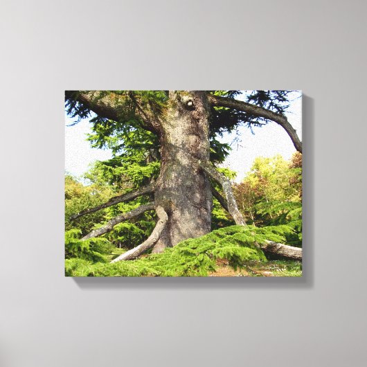 Cedar-of-Lebanon Tree Canvas Print (Voorkant)